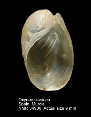 Oxynoe olivacea.jpg - Oxynoe olivaceaRafinesque,1814